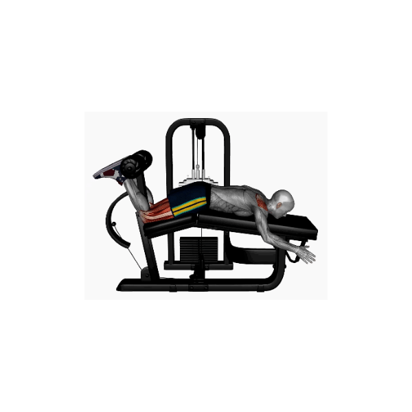 Lying leg curl instructions BP Training and Coaching