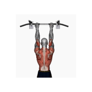 Chin-up reverse normal grip